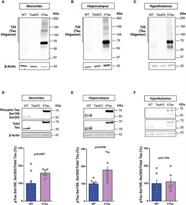 Erratum: Behavioral Abnormalities in Knockout and Humanized Tau Mice